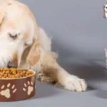 犬が猫を食べているイラスト