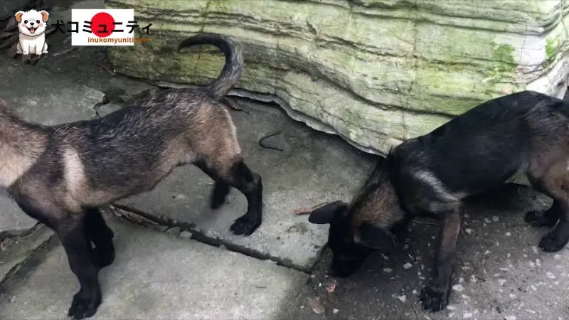 岩だらけの土を食べる犬のイラスト