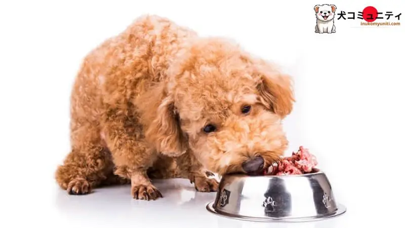 生肉を食べる犬のイラスト