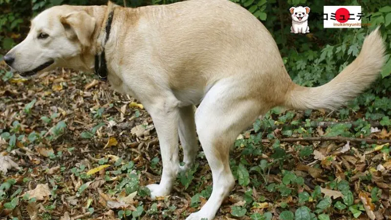 犬が猫を食べているイラスト