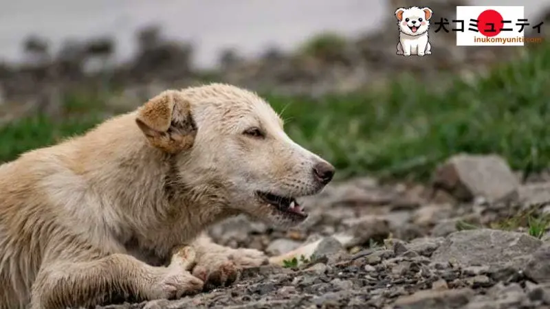 岩だらけの土を食べる犬のイラスト