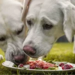 犬のための良い食品の画像