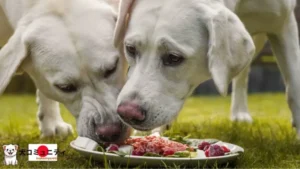 犬のための良い食品の画像