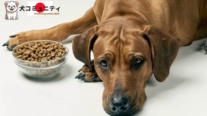 腎臓病の犬のための良い食品のイメージ