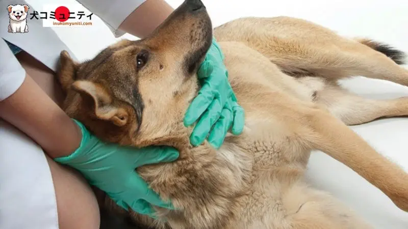 腎臓病の犬のための良い食品のイメージ