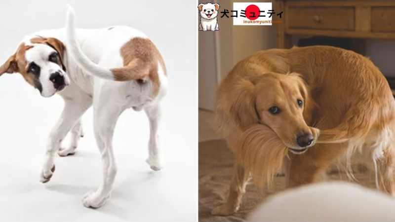 テール噛む犬のイラスト